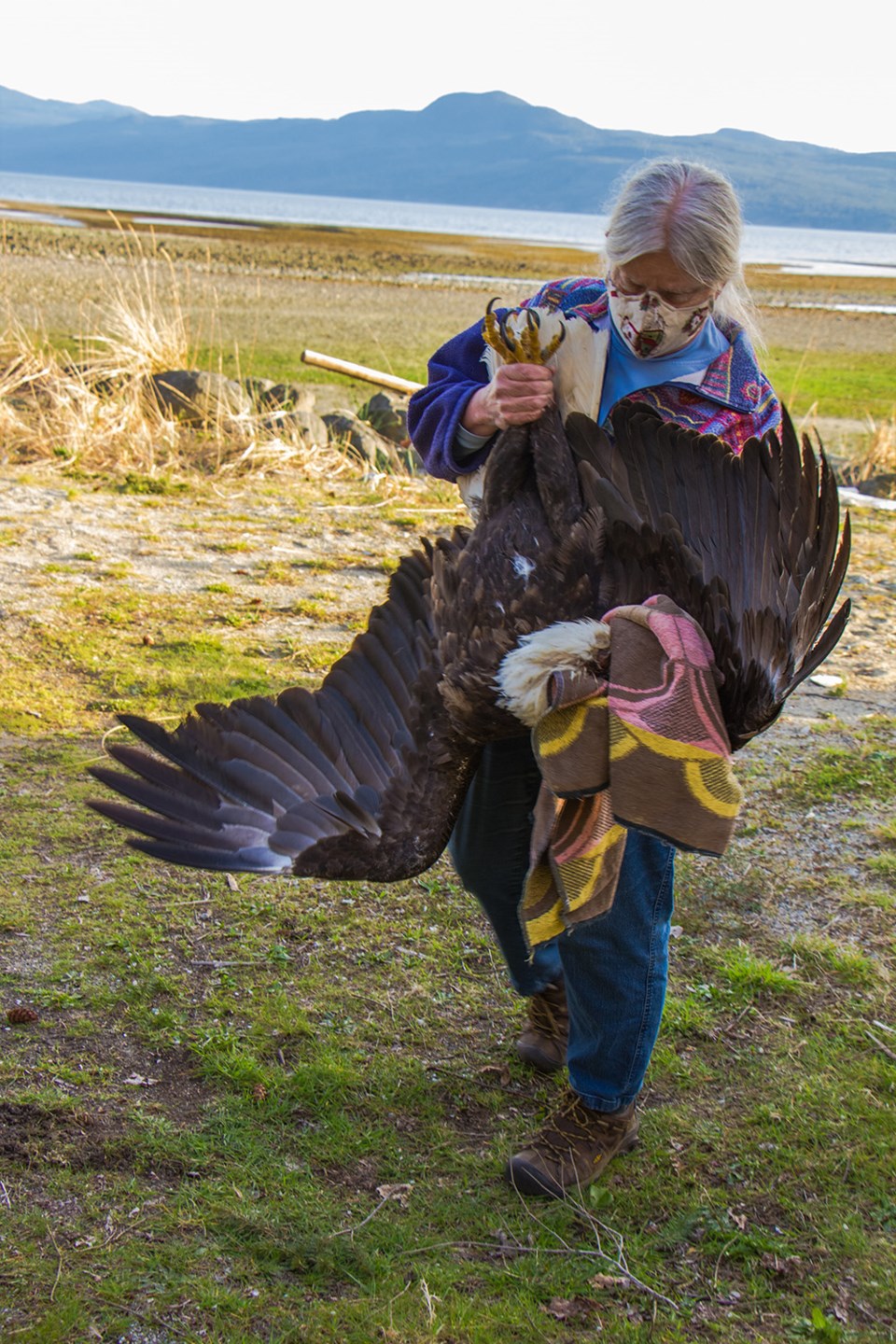 2632_prowls_bald_eagle