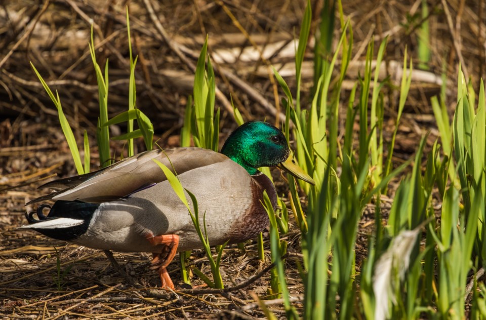 2633_prowls_mallard