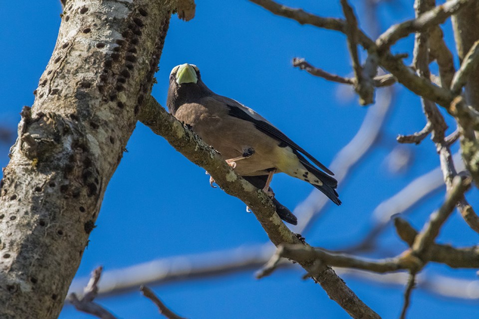 2636_prowls_evening_grosbeak