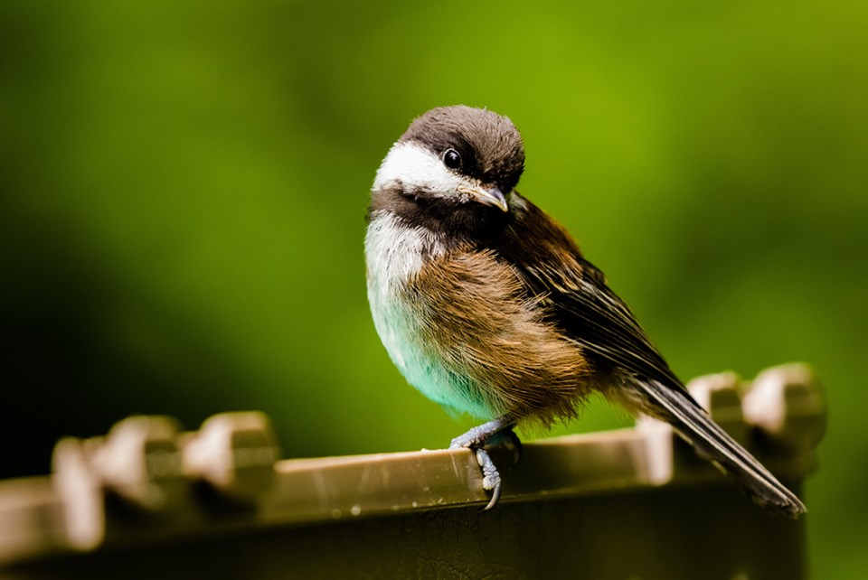 2642_prowls_nestlings