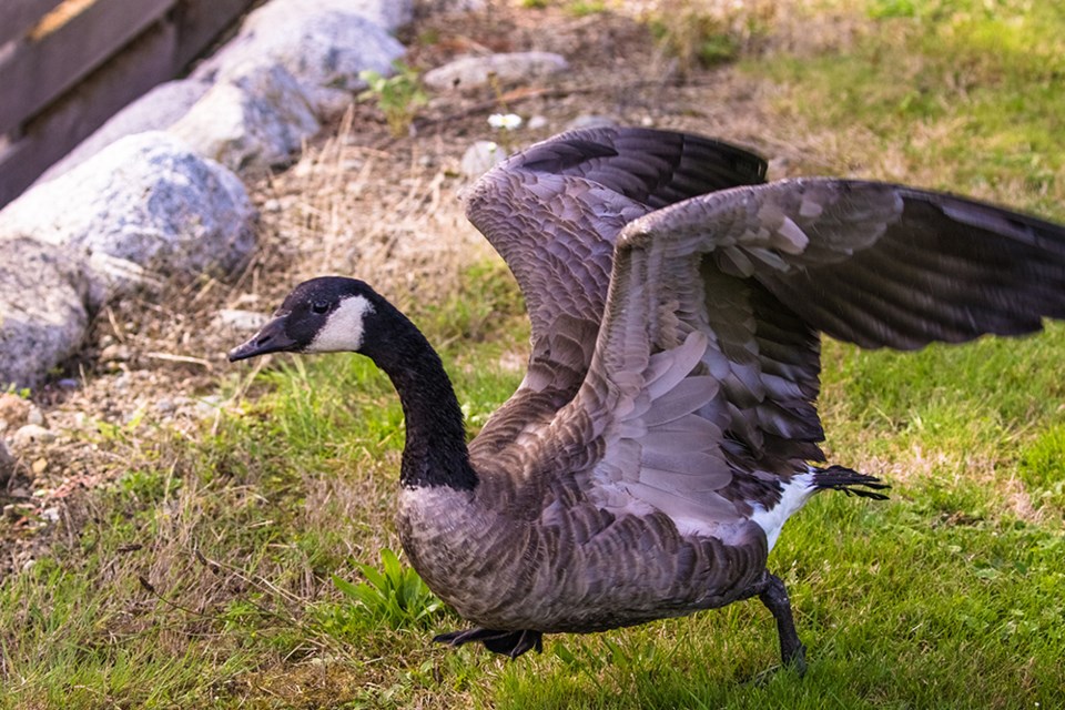 2706_prowls_lone_goose