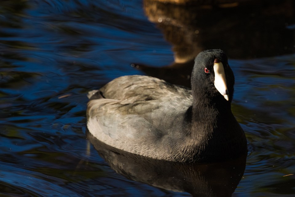 2707_prowls_american_coot