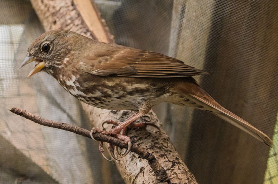 2715_fox sparrow