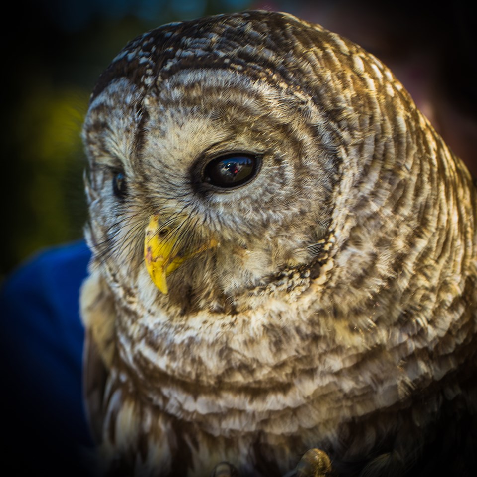 2716_prowls_barred_owls