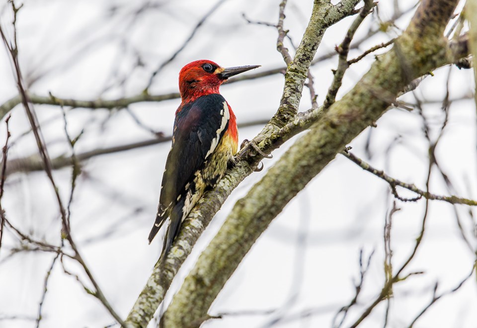 2719_prowls_red-breasted-sapsucker