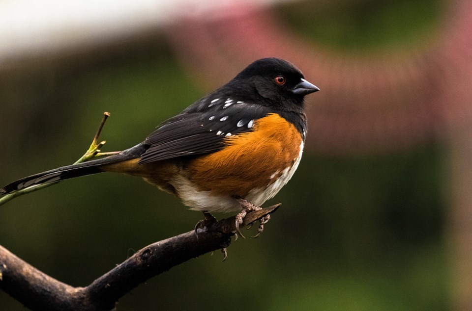 2728_spotted_towhee_powell_river_orphaned_wildlife