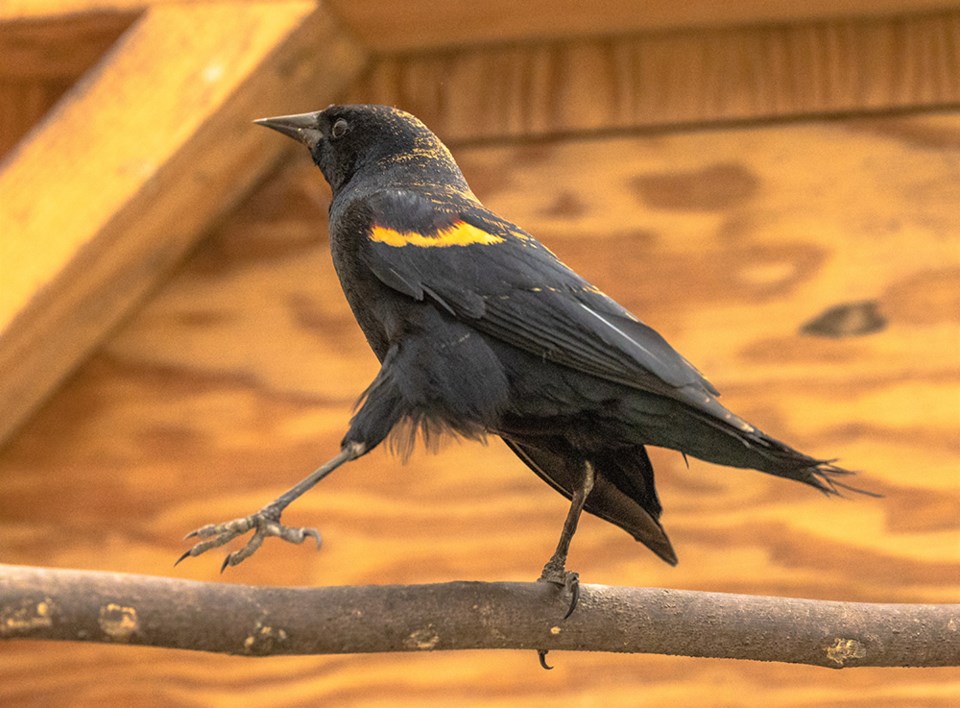 2729_prowls_red_winged_blackbird