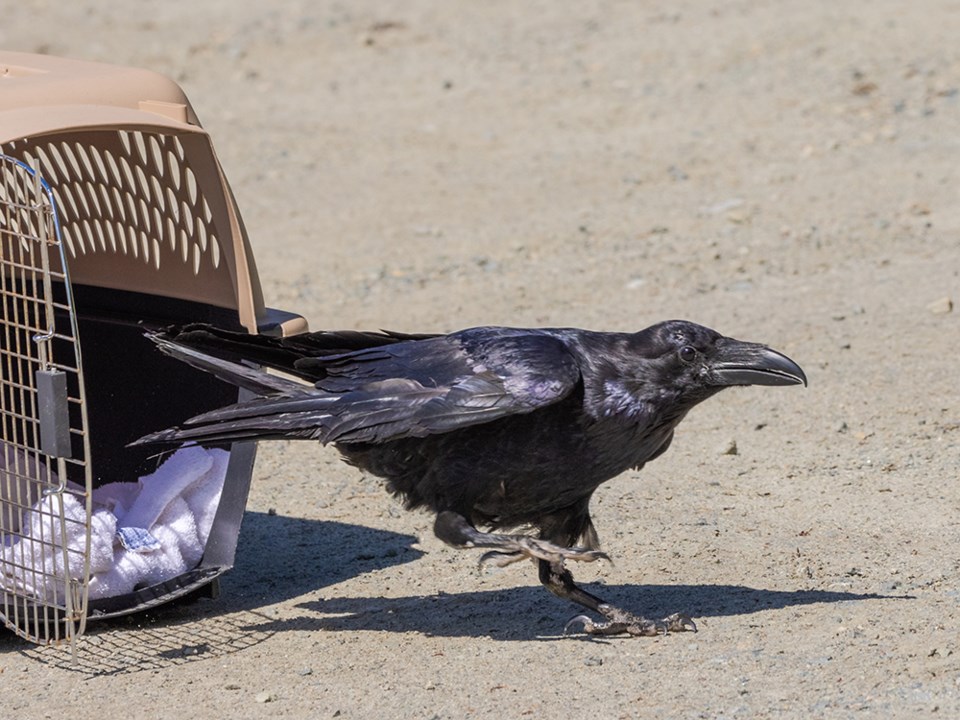 2733_prowls_raven