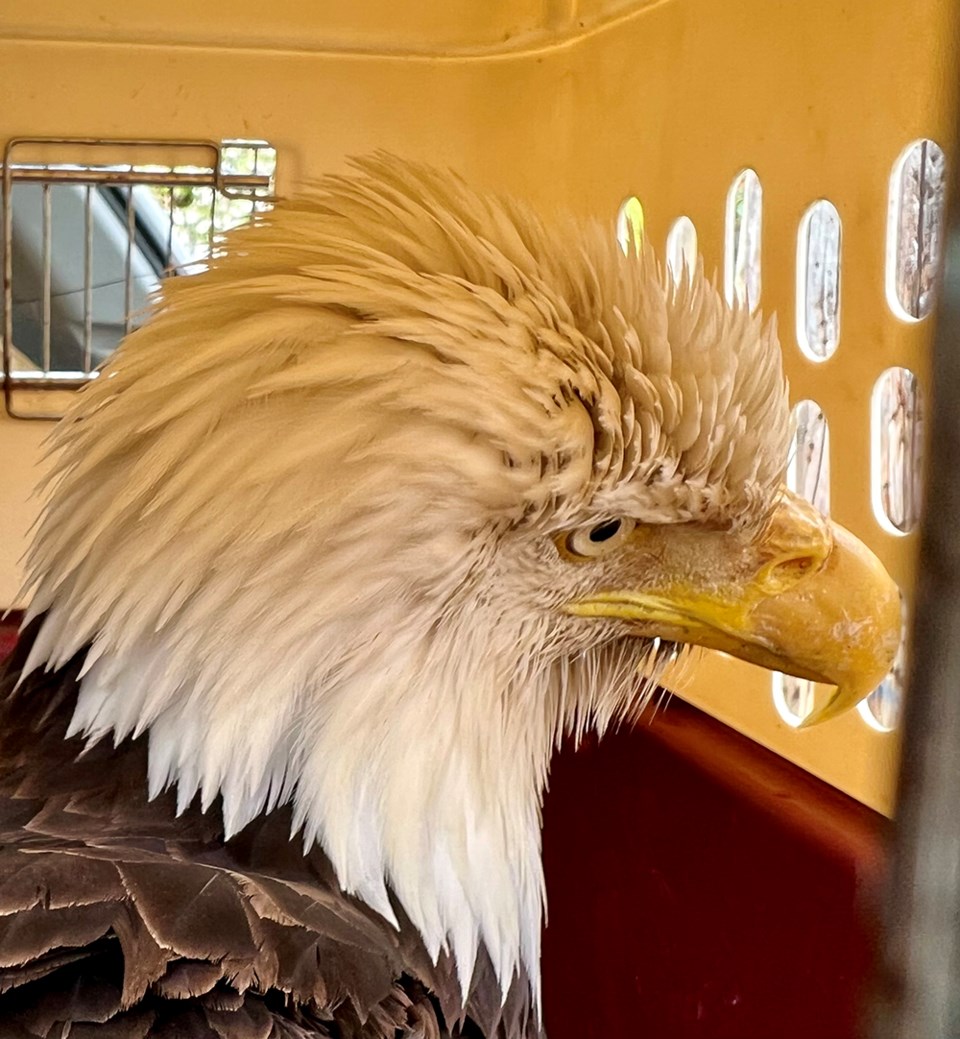 2736_prowls_savary_eagle