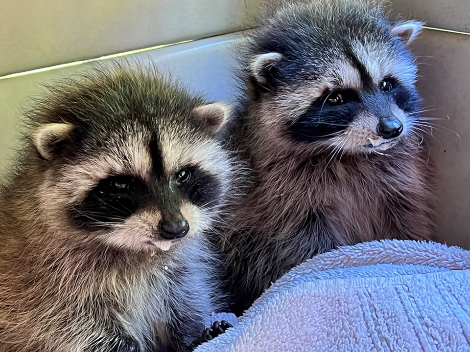 2741_prowls_racccoons