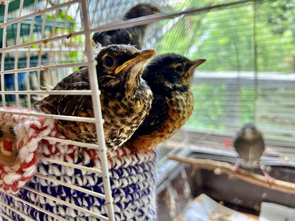 2743_prowls_baby_robins