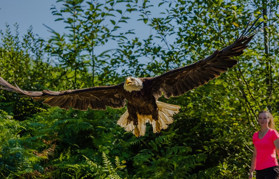 2750_prowls_Lois Lake eagle