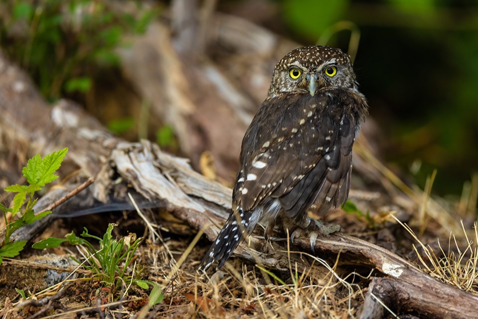 2751_prowls_pygmy owl
