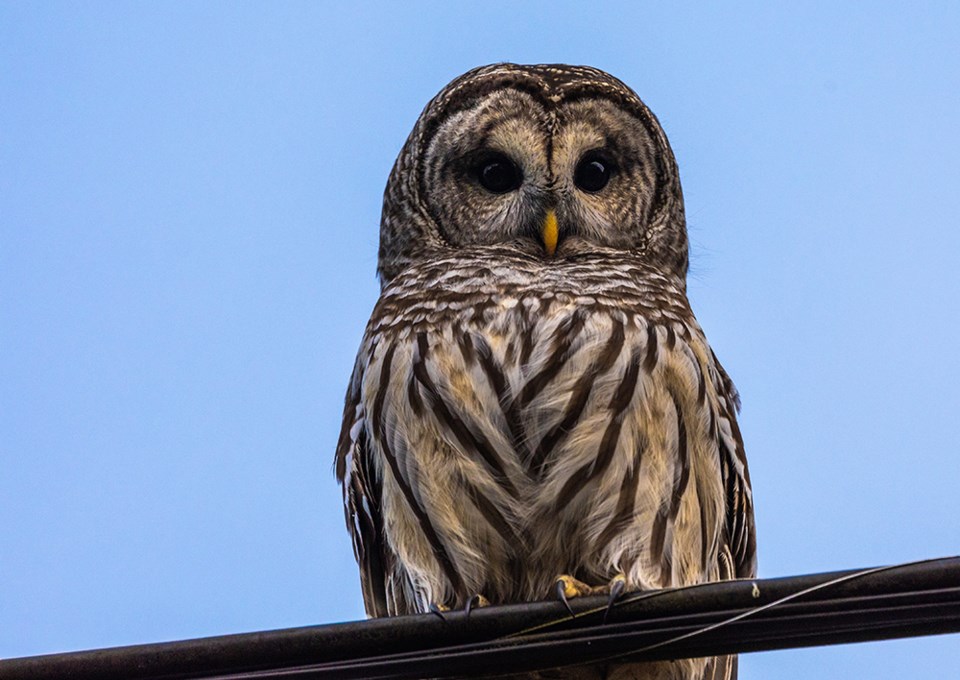 2814_prowls_barred-owl
