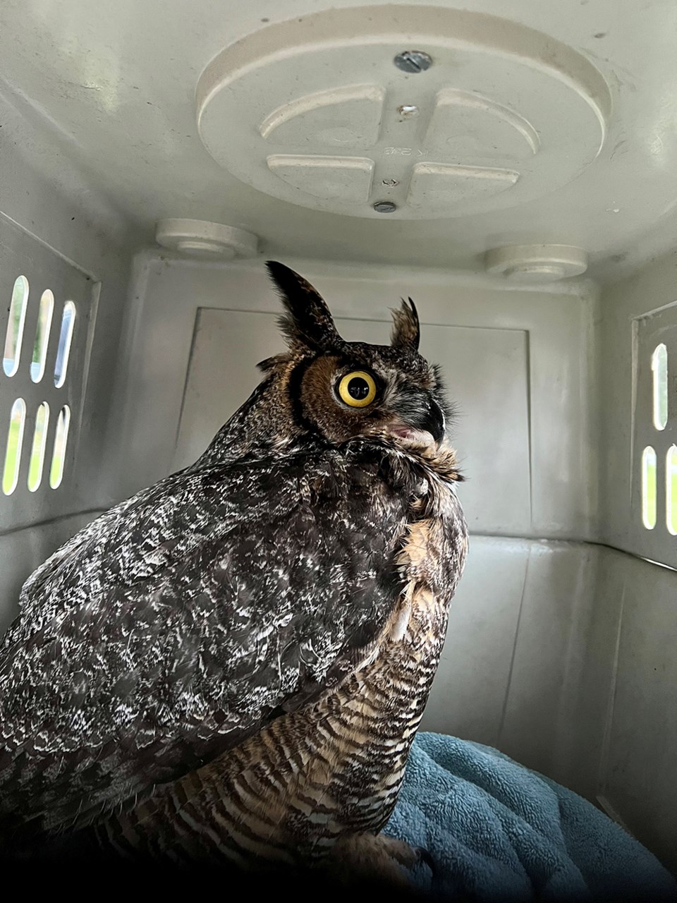 2817_prowls_great_horned_owl