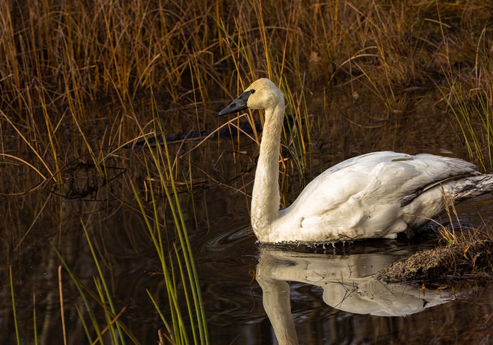 2819_prowls_trumpeter_swan