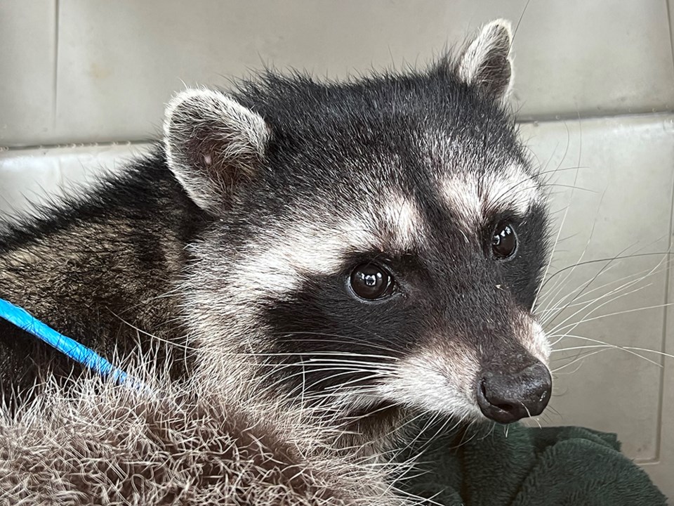 2821_prowls_raccoon