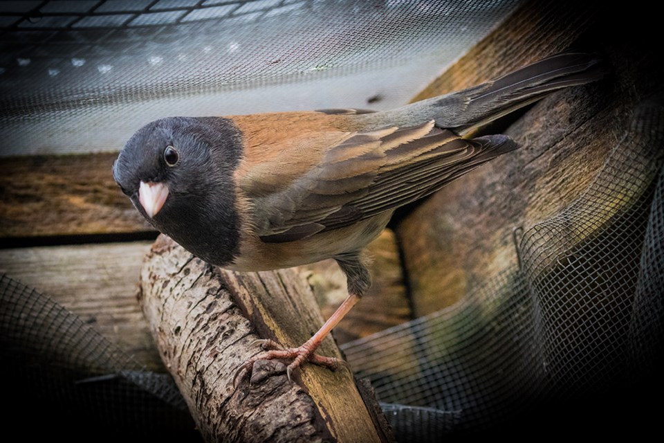 2822_prowls_junco