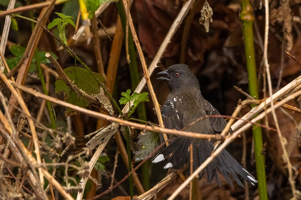 2829_prowls_spotted_towhee