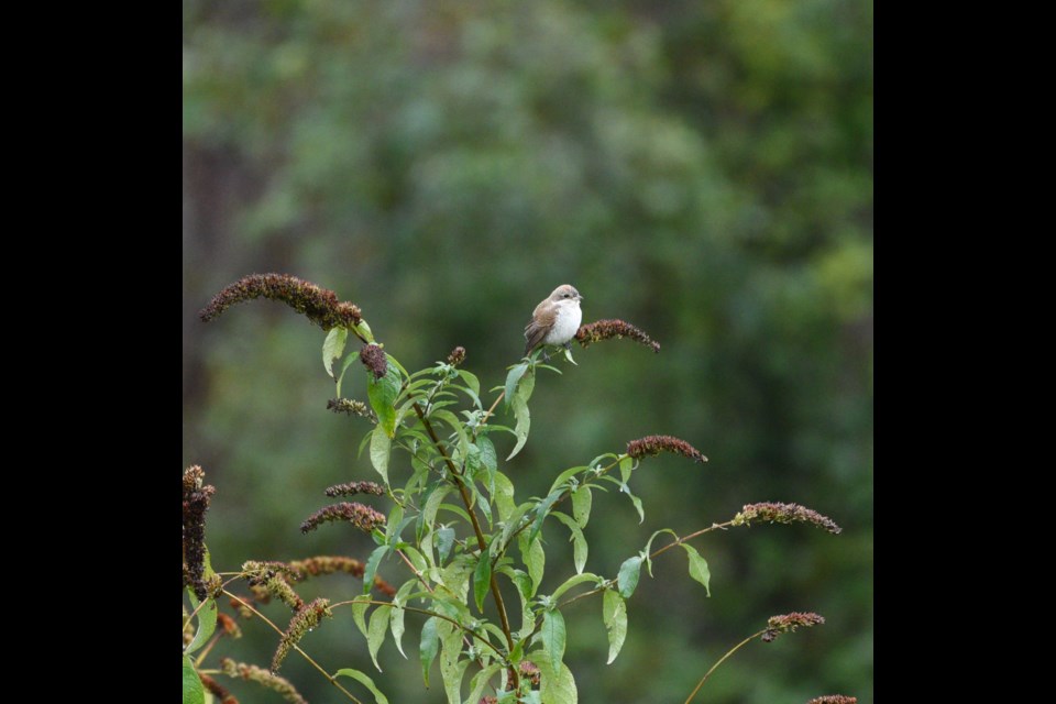 PEAK MIGRATION: The birding community in qathet are keeping eyes out at this time of year, for a variety of species of migratory birds.
