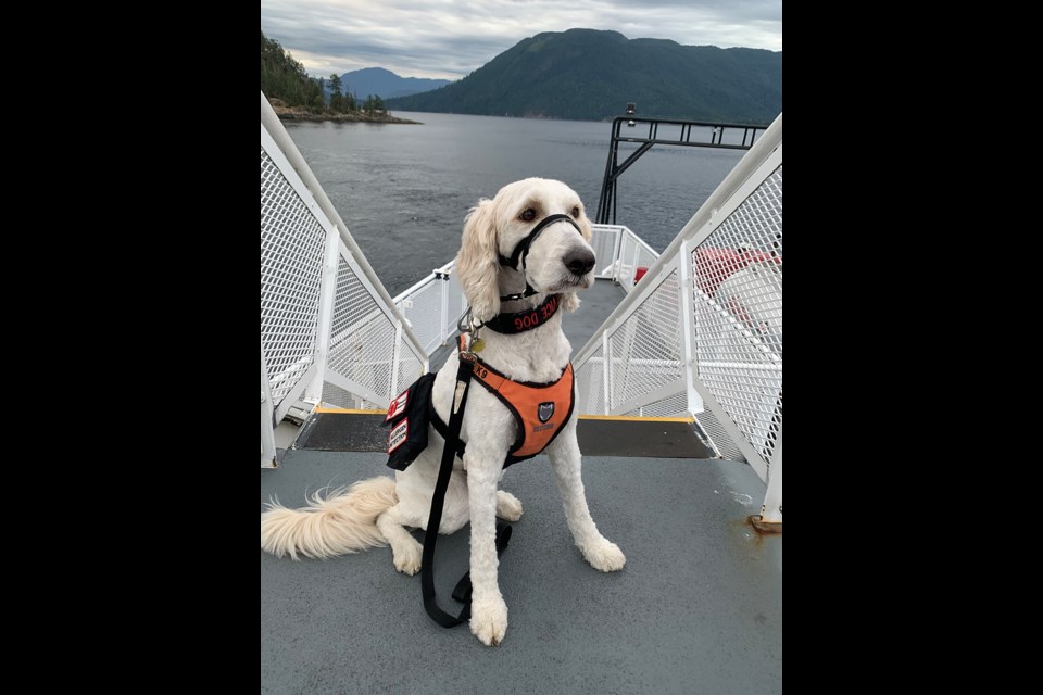 SERVICE DOG: Cricket is not a pet, she is a highly trained service dog that supports her handler, who has post-traumatic stress disorder and a potentially fatal food allergy. 