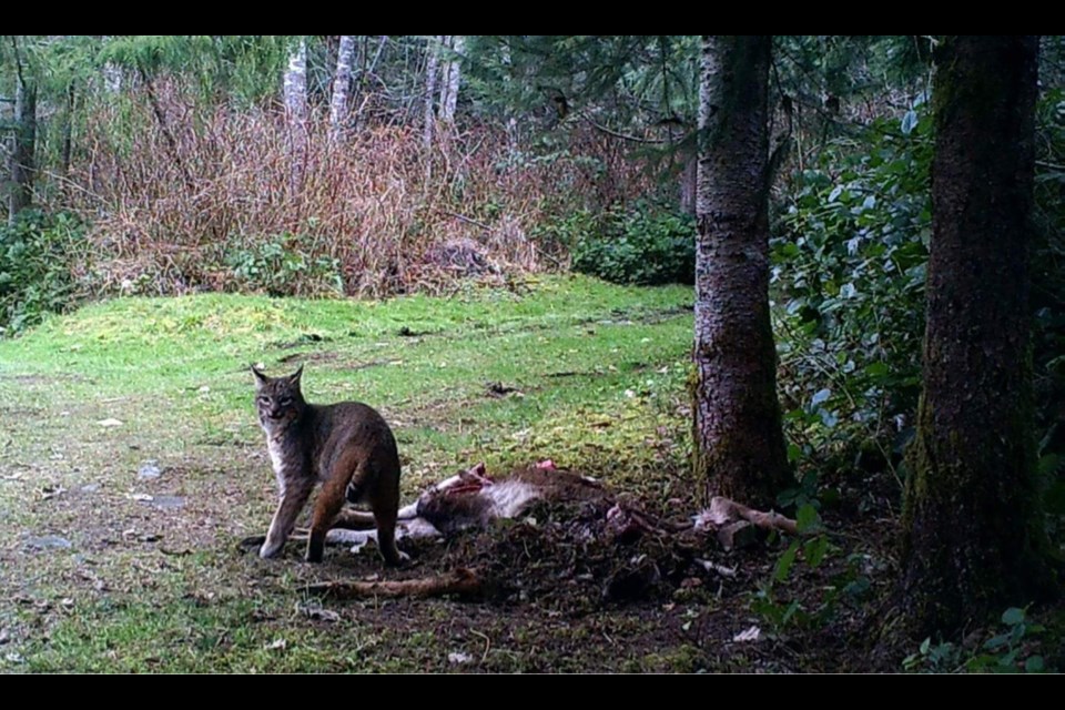 GONE VIRAL: Only two people knew about the strange happening on a wildlife camera two years ago, Corinea Woloschuk and her grandfather. Since the release of the black and white digital images in May, the story behind the video took on a life of its own.