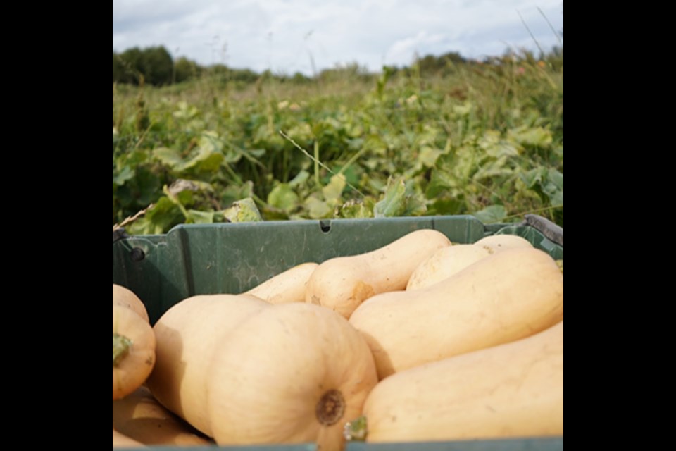 
FARMERS NEEDED: A new generation of farmers is being trained in a science-based, environmentally sustainable practice called regenerative farming. North Island College has partnered with VIU tiwšɛmawtxʷ campus in qathet to share training resources and programming.                               