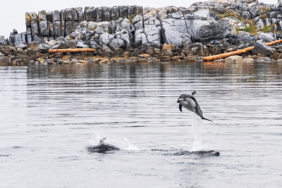 DOLPHIN SHOW: Texada resident Rodger Hort photographed what he identified as a pod of white-sided dolphins in Van Anda, Texada Island Area D, Thursday morning. 