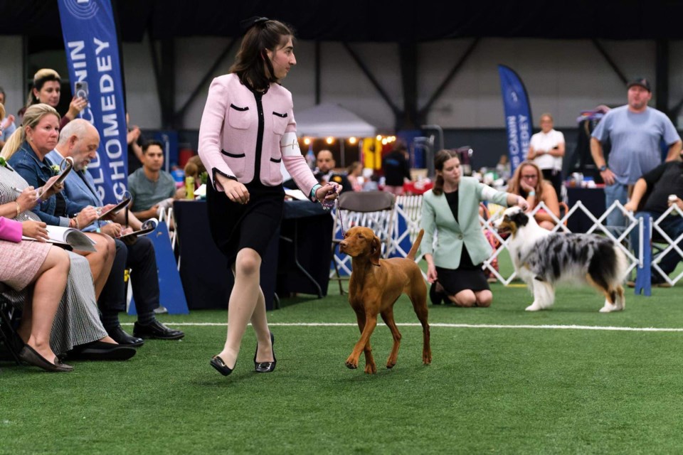 PODIUM FINISH: Panagiota Rounis competed in the Junior (dog) Handling National Championships in Quebec last month with a smooth-haired Vizsla named Pivot and finished in third place.