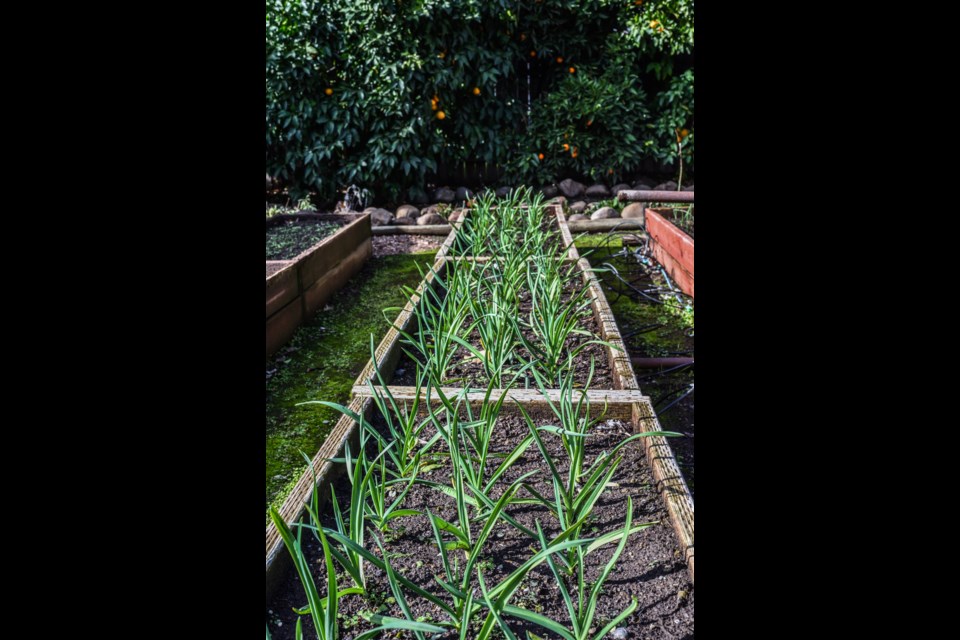 WINTER/FALL GARDENING: Powell River Garden Club president Lesley Moseley enjoys the fall/winter reprieve from busy spring/summer months of gardening. Planting garlic, flower bulbs and protecting soil are some things gardeners can do now.