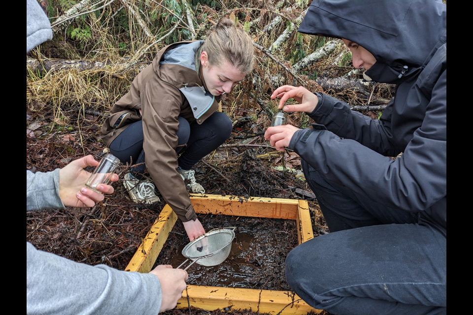 TAKING SAMPLES: A group of environmental science students from Brooks Secondary School went to three qathet region beaches to dig for microplastics, which is part of a project launched by Ocean Diagnostics and coordinated locally by Let’s Talk Trash. Here, Eliana Ottearnein is sampling at Okeover Inlet along with classmates.