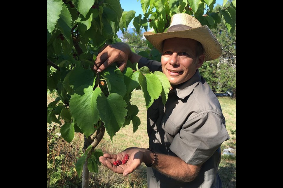 REWILDING SPACES: St. David and St. Paul Anglican Church in Townsite is home to Sycamore Commons, a permaculture food forest and garden. Certified permaculture teacher and designer Ron Berezan likes the idea of turning spaces into food forests. Berezan said the mulberry is an underutilized plant, but a great one to plant in our coastal climate.