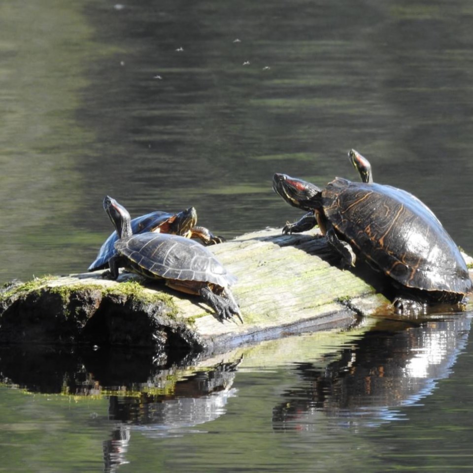 2923_red_eared_slider