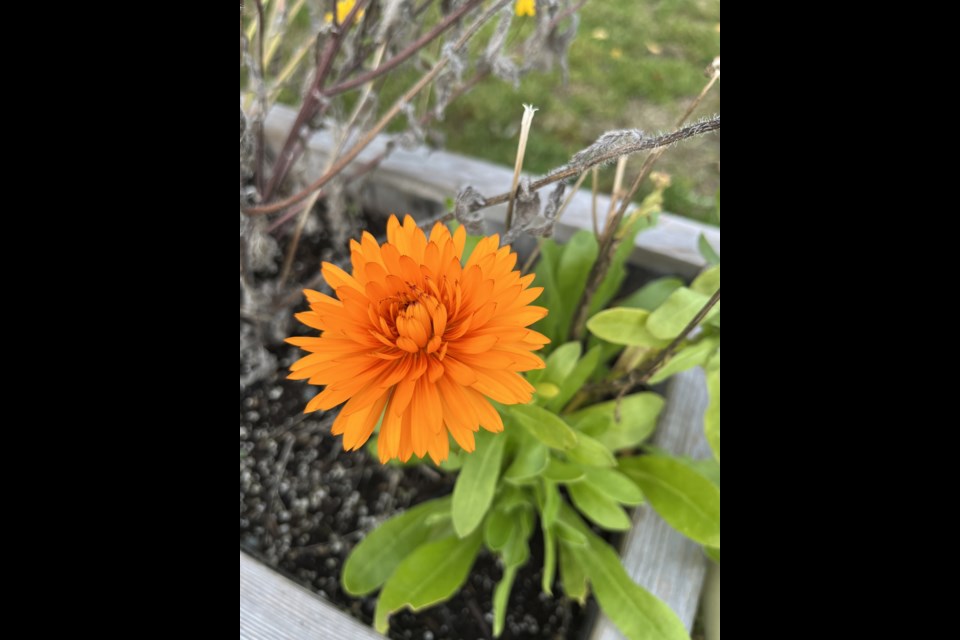 BUG REPELLANT: The calendula flower is known to be bright and beautiful and also useful for keeping insects at bay in the garden.