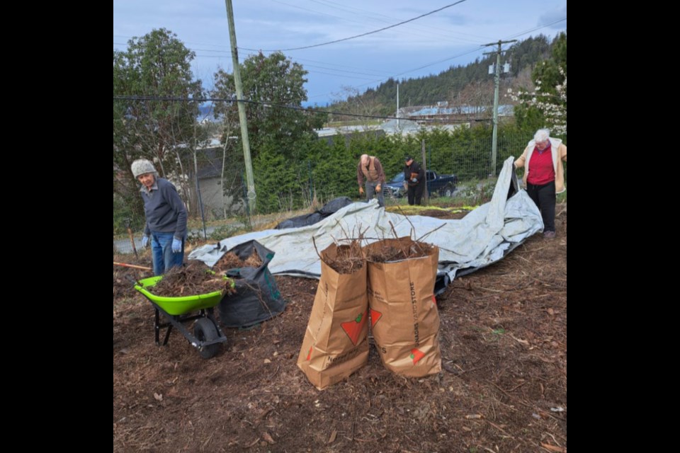 GARDEN REVIVAL:  Sycamore Commons is an community partnership taking place on the grounds of St. David and St. Paul Anglican church in Townsite. Seven seniors hope to restore the garden in order to grow food once again for the qathet community.