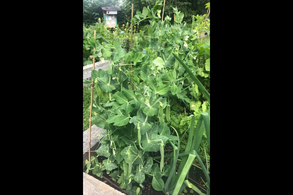 SHARING FOOD: Getting work parties organized and growing food to share are some of the concepts of setting up a Two Block Diet group.