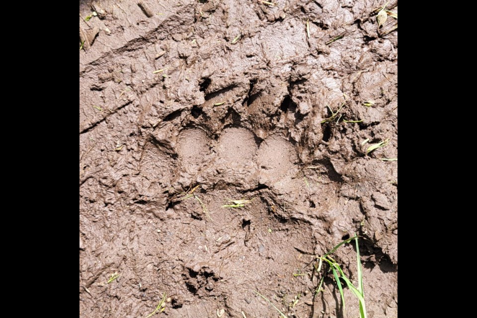 TEX THE BEAR: Texada Island resident Katrin Glenn-Bittner hopes that the Grizzly bear named Tex, spotted near Mount Pocahontas, can be relocated. Her partner Kelly Hughes took a photo [above] of what they believe is a Grizzly paw print near their farm.

