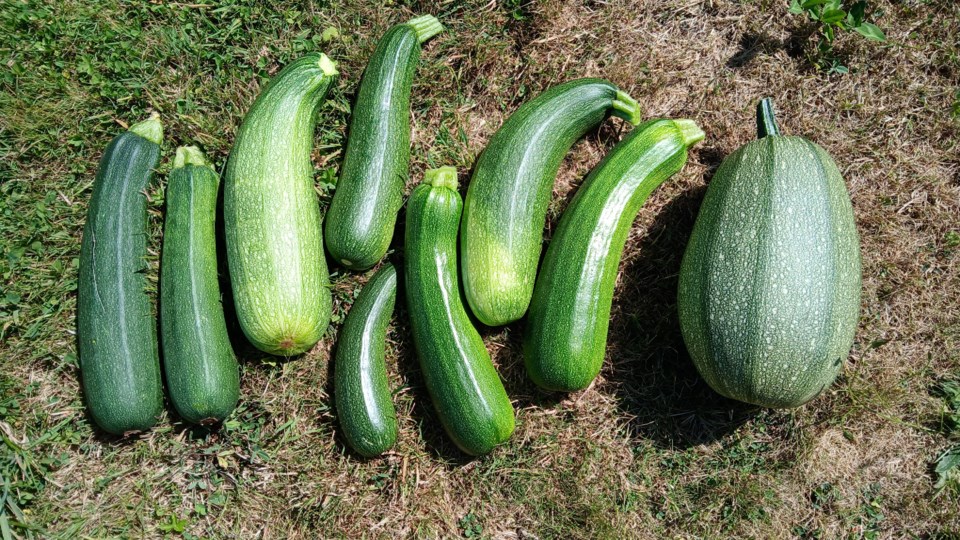 3045_zucchini