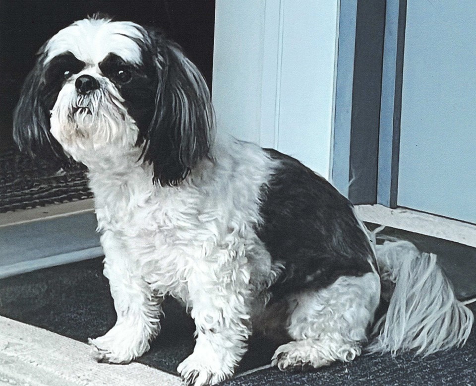 Maggie_pet_memoriam
