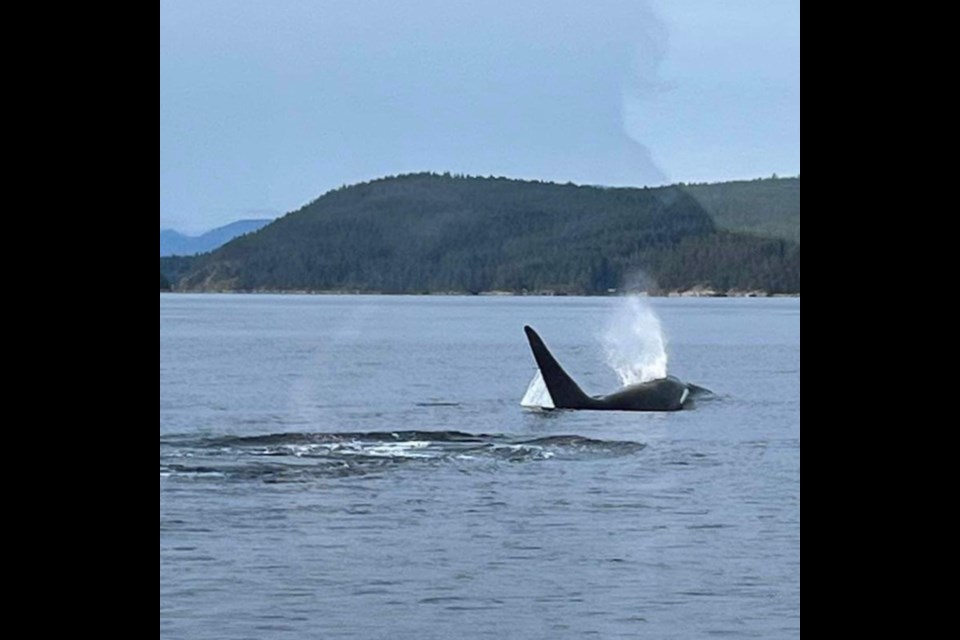 WEEKEND SIGHTING: Over the weekend, Ann-Marie Delawsky was heading back to her home on Savary Island in a water taxi, when she took a photo of what could be a Northern resident or transient Bigg’s orca in waters between Lund and Savary.