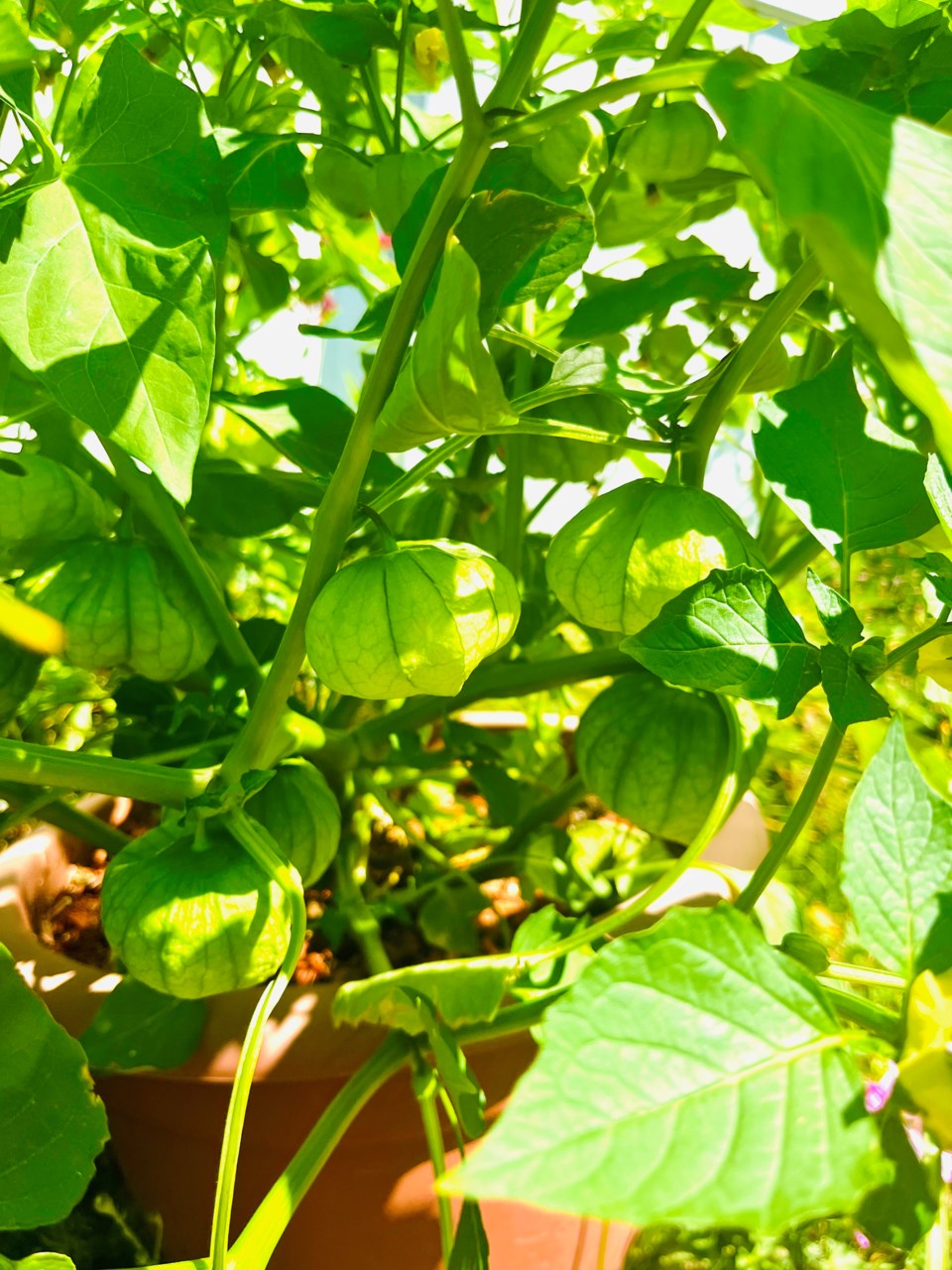 3042_tomatillo