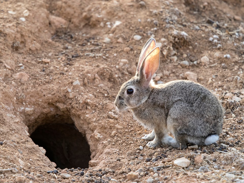 2628_healthy_lving_powell_river_rabbit