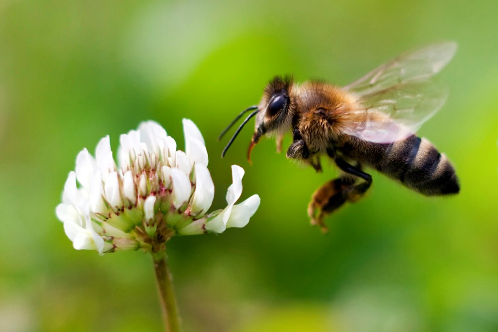 Звук пчелы слушать. Пчела. A Bee.