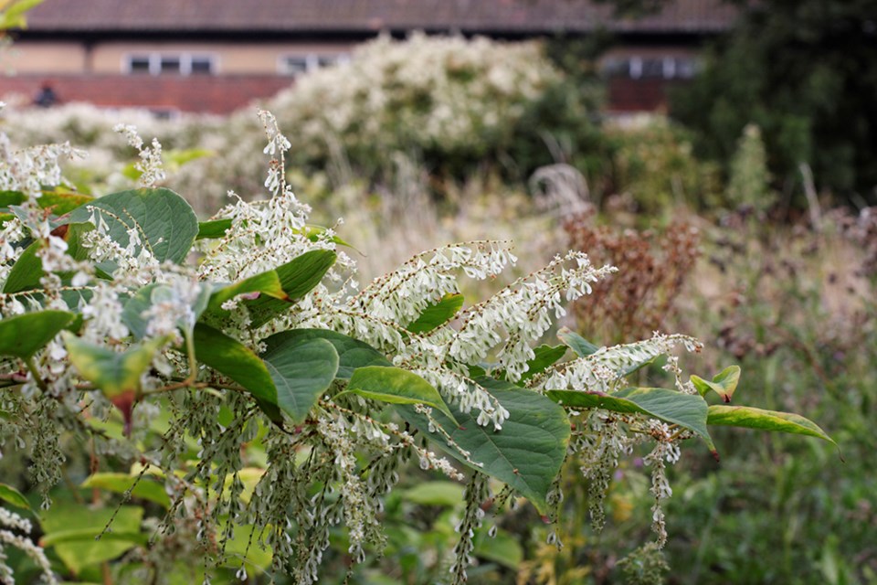 2714_japanese_knotweed