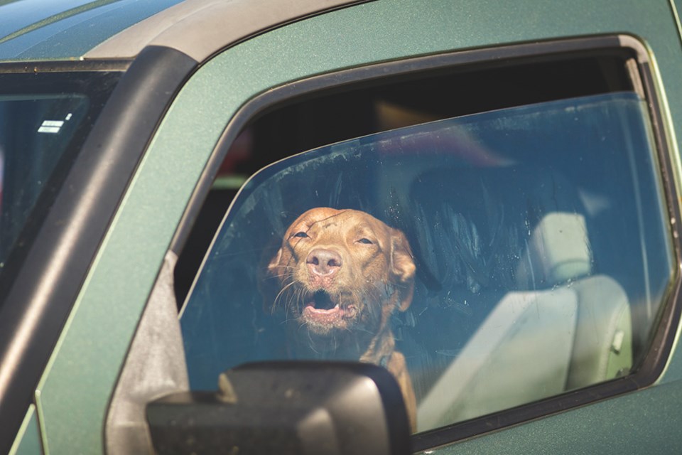 2741_editorial_pets
