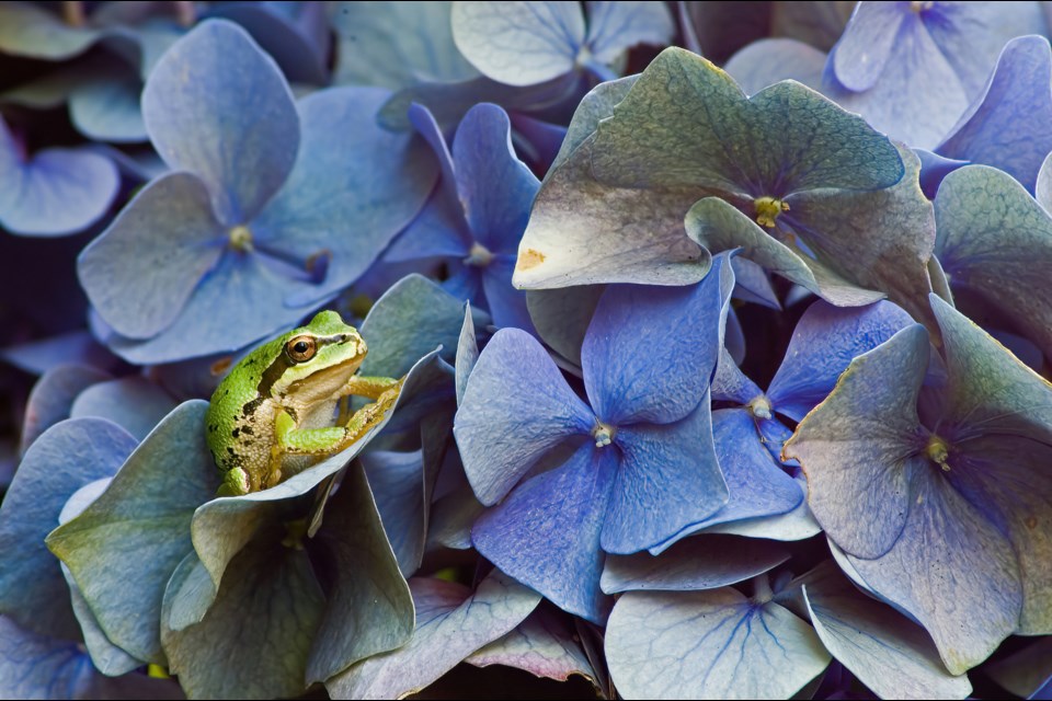 PACIFIC TREE FROG: Tiny emerald frogs can be heard singing this time of year.

