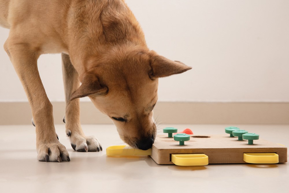 Dog trainer in qathet teaches canines to use their noses