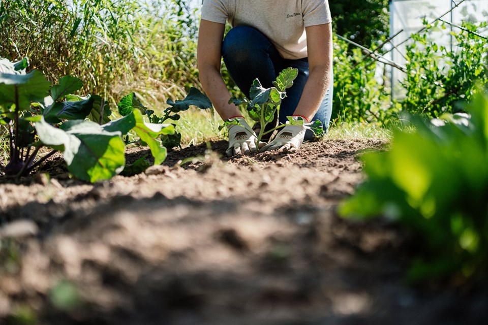 2850_gardeners