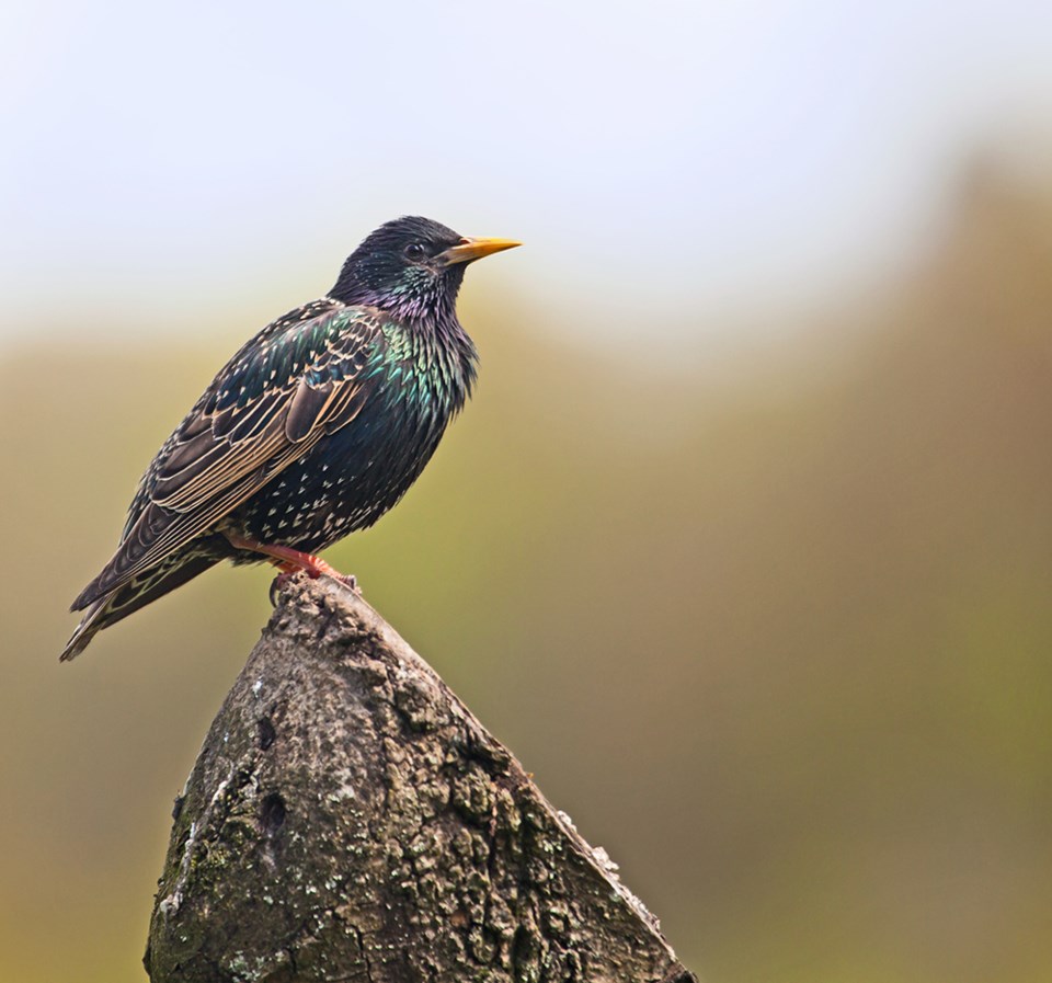 2925_european_starling