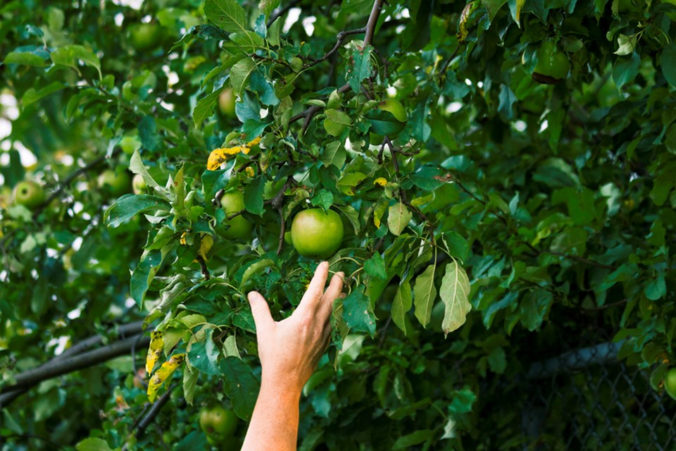 3029_healthy_living_apple